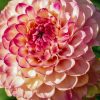 Plants Taylors Bulbs Dahlia Tubers | Dahlia 'Wine Eyed Jill' Tubers