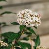 Plants Viburnum Pollinator Garden | Buy Viburnum Tinus Eve Price