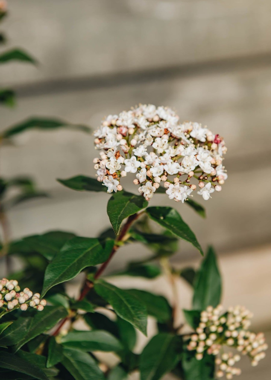 Plants Viburnum Pollinator Garden | Buy Viburnum Tinus Eve Price