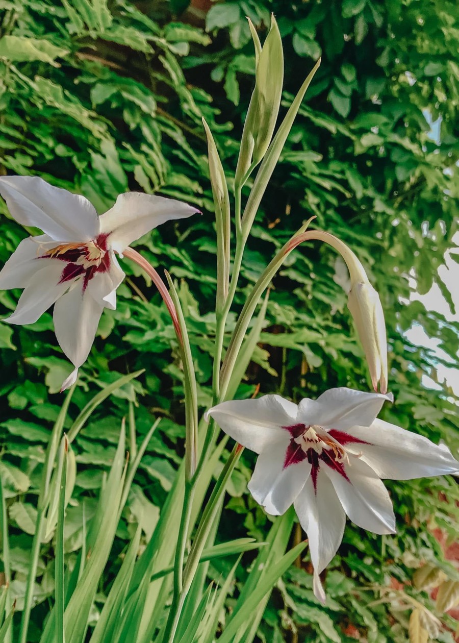 Plants Taylors Bulbs Gladioli Corms | Gladiolus 'Callianthus', Pack Of 50 Corms