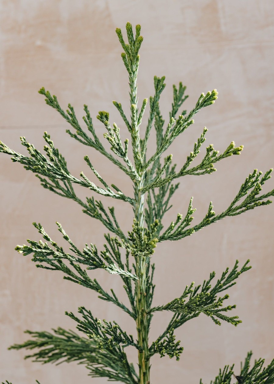 Plants Sequoiadendron Winter Garden | Sequoiadendron Giganteum 'Glaucum'