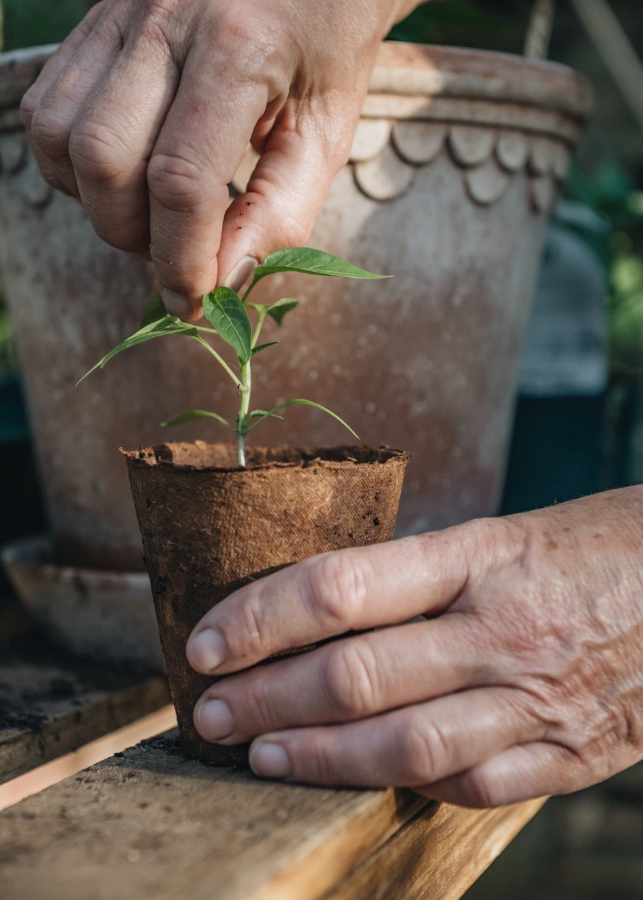 Gardening Gardening Naturally Grow Your Own | Wood Fibre Nursery Pots, 8Cm