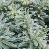 Plants Euphorbia Cottage Garden | Euphorbia Characias Silver Edge