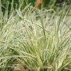 Plants Lomandra Prairie Garden | Buy Lomandra Longifolia White Sands| Plants