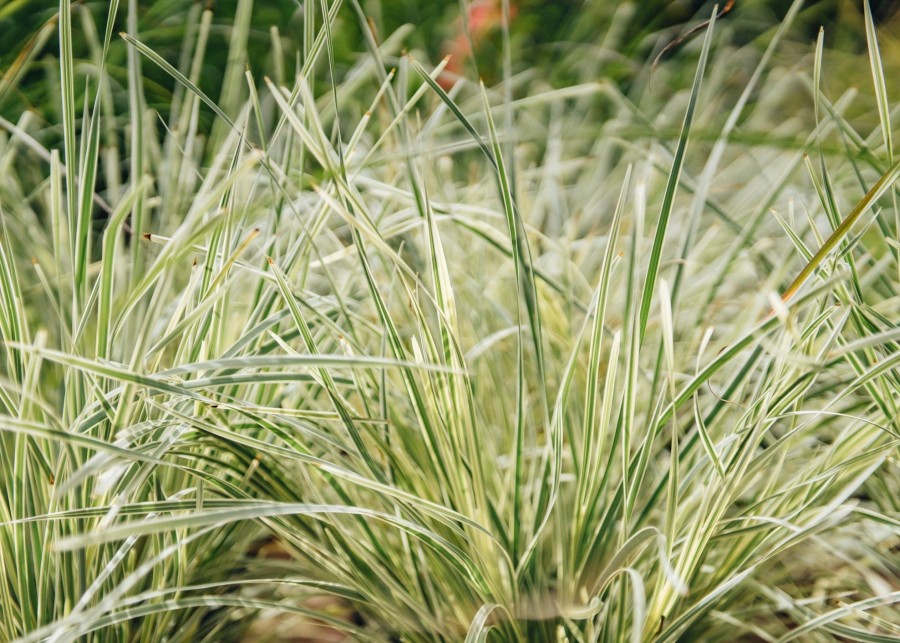 Plants Lomandra Prairie Garden | Buy Lomandra Longifolia White Sands| Plants