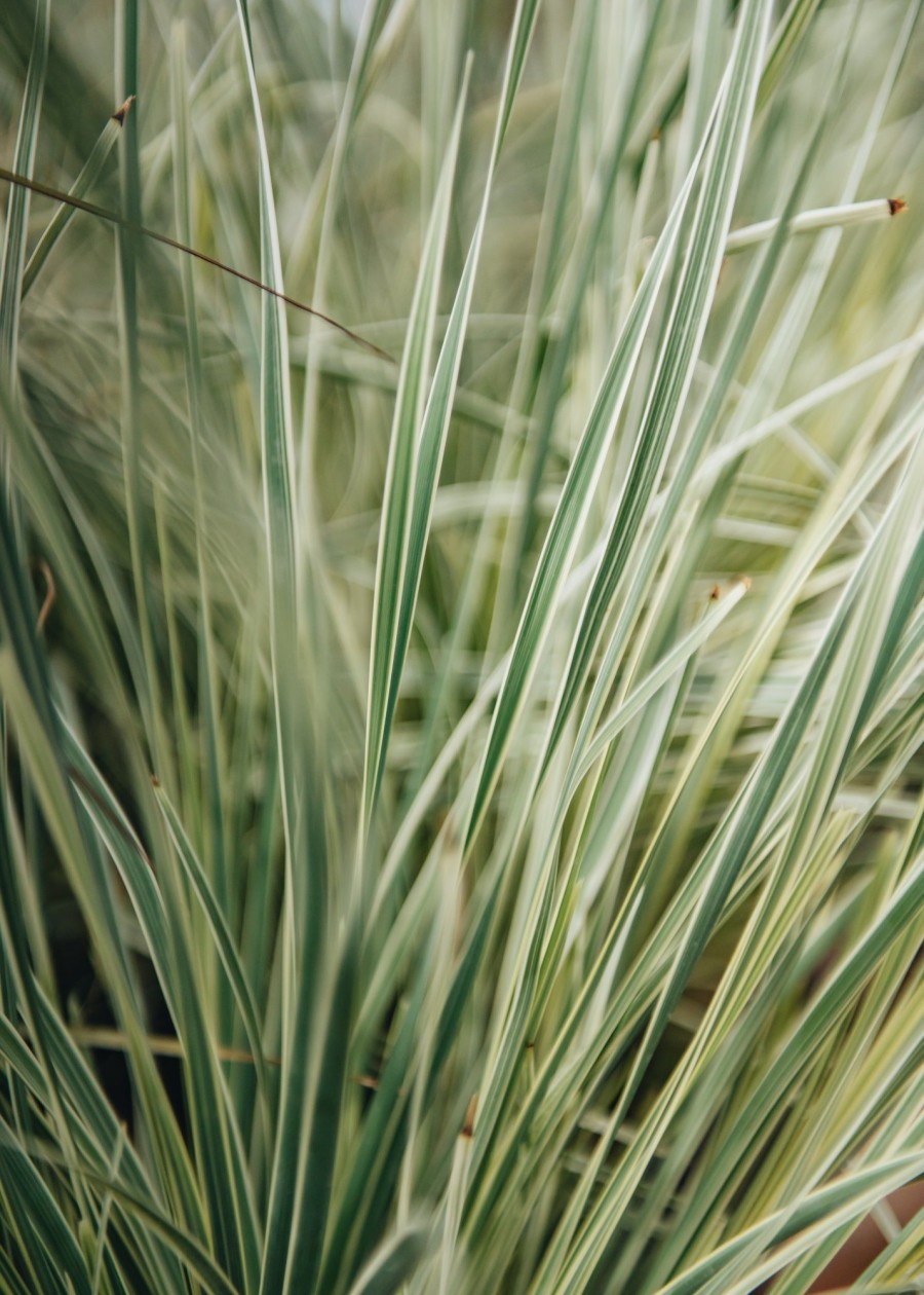 Plants Lomandra Prairie Garden | Buy Lomandra Longifolia White Sands| Plants