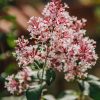 Plants Syringa Pollinator Garden | Syringa Microphylla Superba