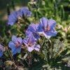 Plants Geranium Pollinator Garden | Geranium Boom Chocolatta