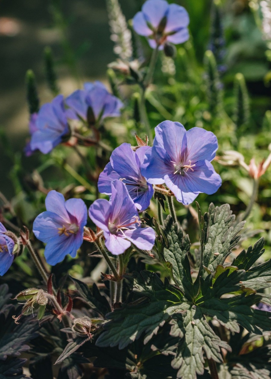 Plants Geranium Pollinator Garden | Geranium Boom Chocolatta