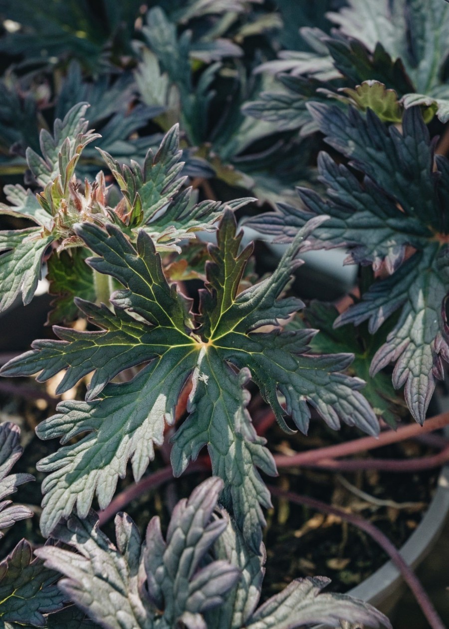 Plants Geranium Pollinator Garden | Geranium Boom Chocolatta