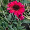 Plants Echinacea Prairie Garden | Echinacea Sensation Pink