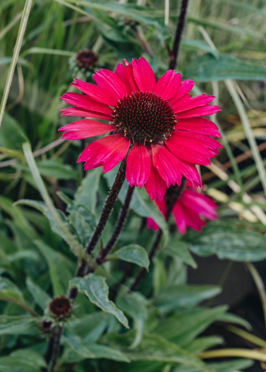 Plants Echinacea Prairie Garden | Echinacea Sensation Pink