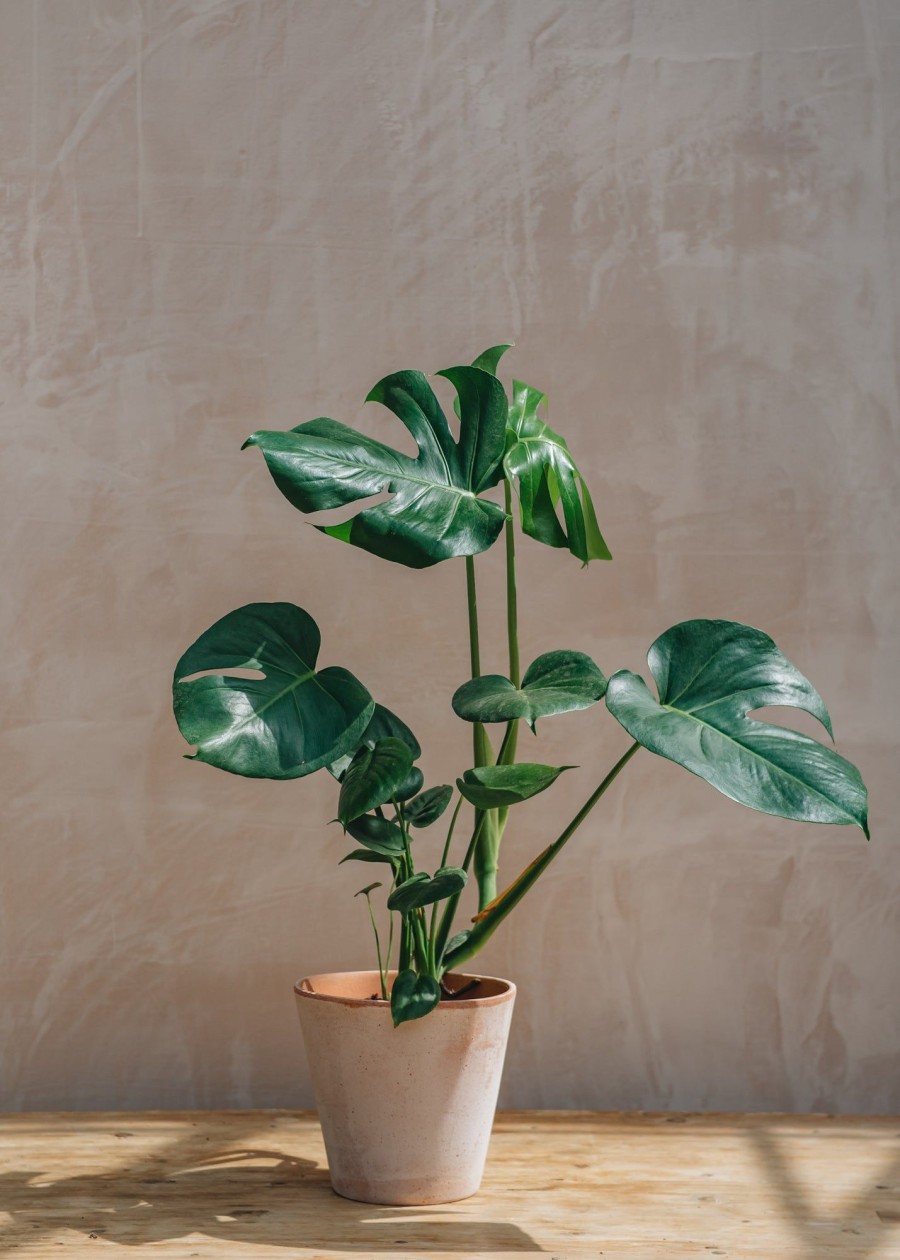 Interiors Burford Garden Co. Houseplants & Pots | Monstera Deliciosa 19/21Cm