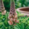 Plants Lupin Pollinator Garden | Lupin Salmon Star