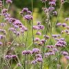 Plants Verbena Pollinator Garden | Verbena Bonariensis Agm