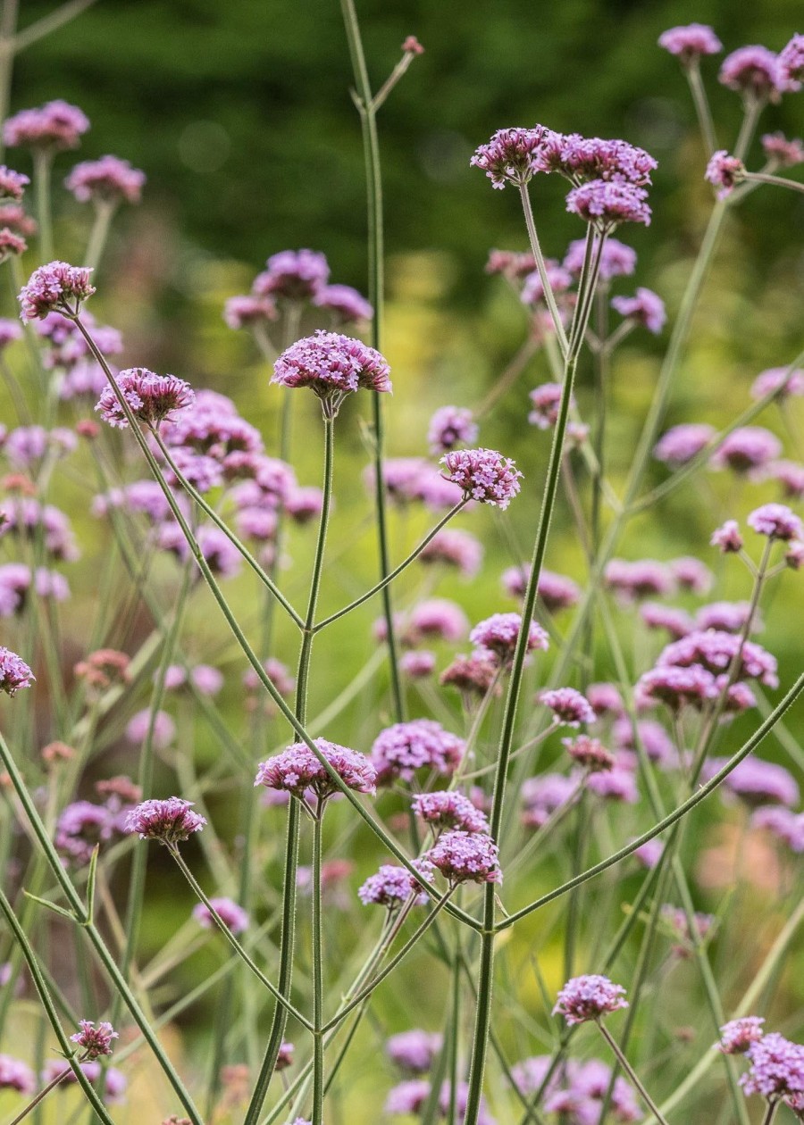 Plants Verbena Pollinator Garden | Verbena Bonariensis Agm