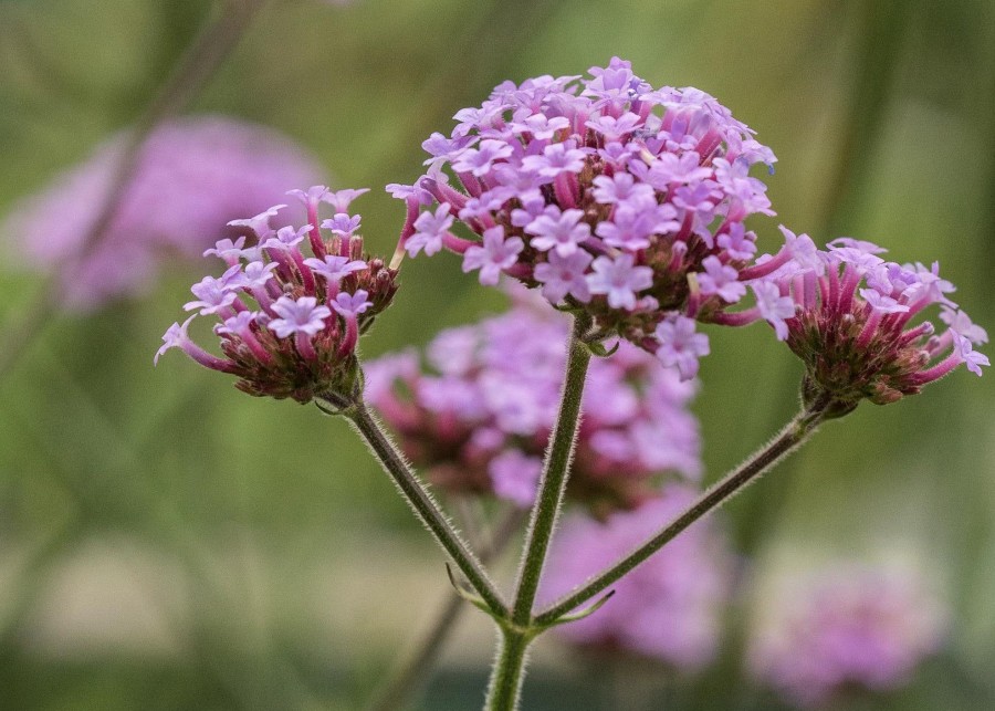 Plants Verbena Pollinator Garden | Verbena Bonariensis Agm