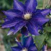 Plants Clematis Cottage Garden | Clematis Haku-Okan