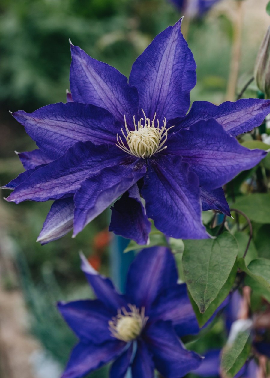 Plants Clematis Cottage Garden | Clematis Haku-Okan