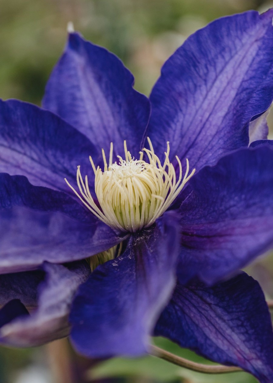 Plants Clematis Cottage Garden | Clematis Haku-Okan