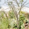 Plants Miscanthus Prairie Garden | Miscanthus Sinesis Flamingo