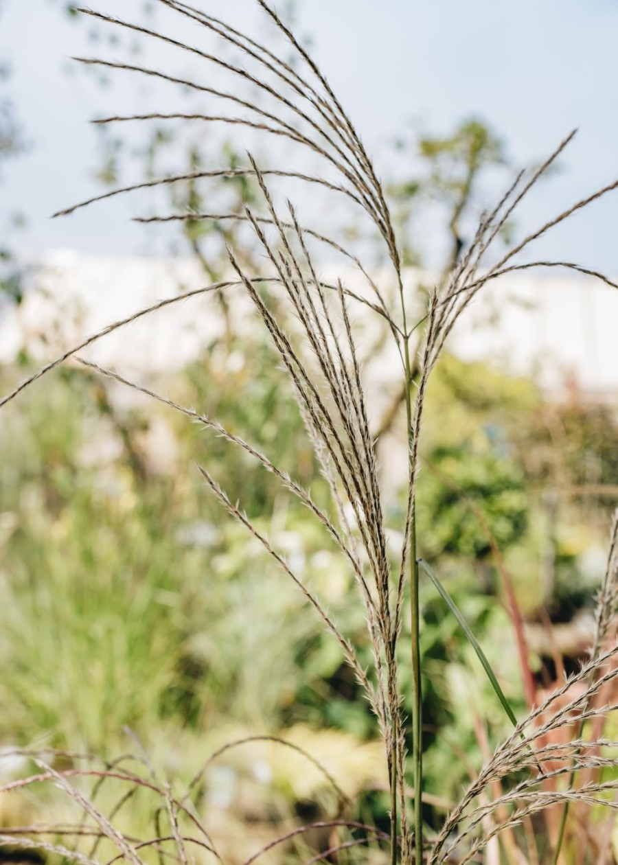 Plants Miscanthus Prairie Garden | Miscanthus Sinesis Flamingo