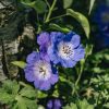 Plants Geranium Pollinator Garden | Geranium Azure Rush