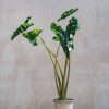 Interiors Burford Garden Co. Houseplants & Pots | Alocasia Dragon Tail