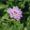 Plants Scabious Pollinator Garden | Scabiosa Kudo Pink