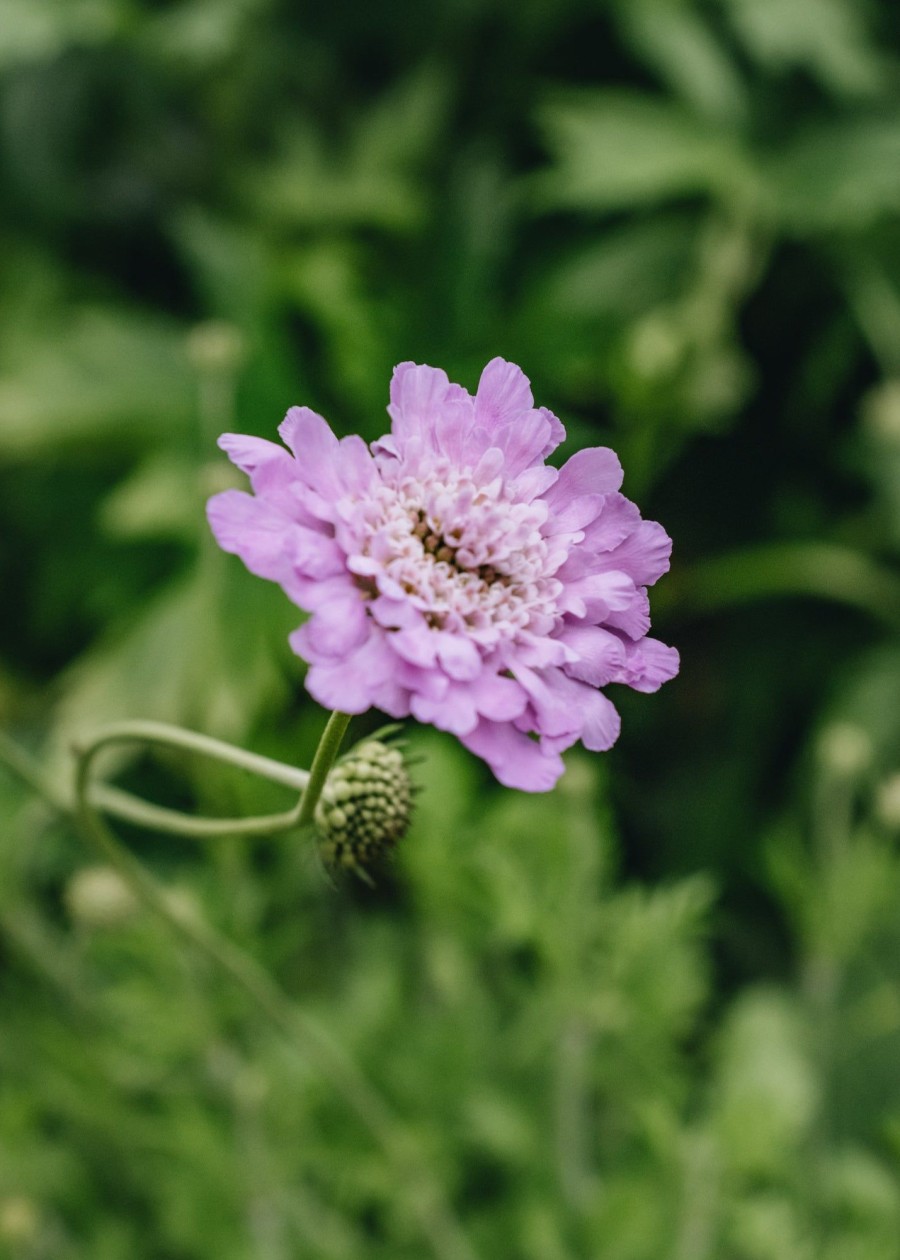 Plants Scabious Pollinator Garden | Scabiosa Kudo Pink