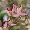 Plants Clematis Cottage Garden | Clematis Montana Marjorie