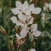 Plants Gaura Pollinator Garden | Gaura Lindheimeri Whirling Butterflies