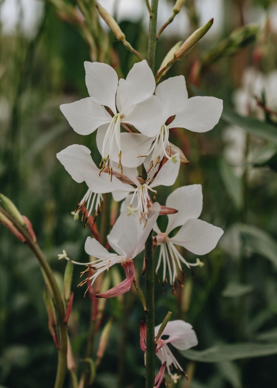 Plants Gaura Pollinator Garden | Gaura Lindheimeri Whirling Butterflies