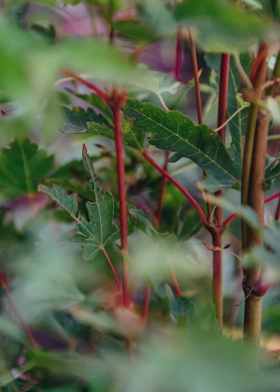 Plants Acer Cottage Garden | Buy Acer Palmatum Sango Kaku