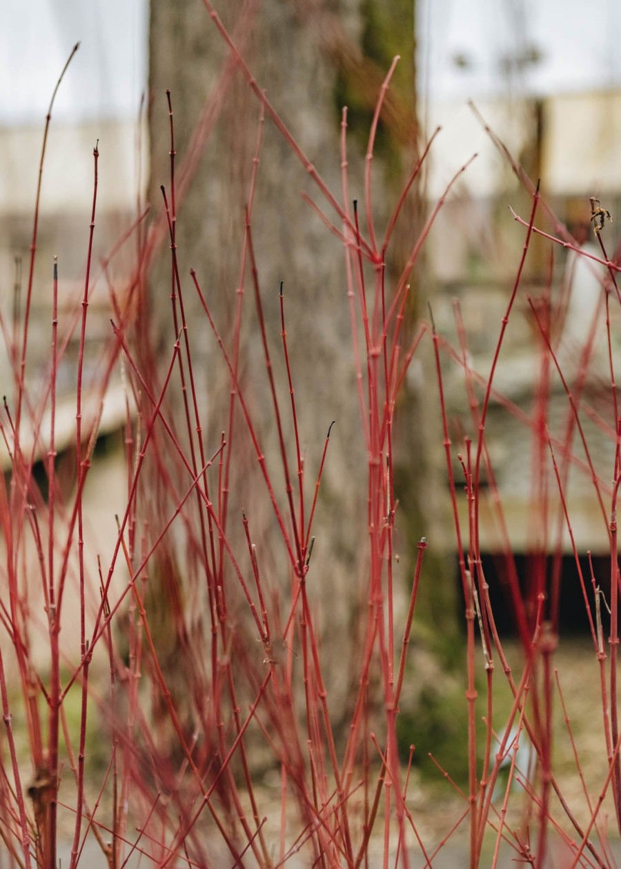 Plants Acer Cottage Garden | Buy Acer Palmatum Sango Kaku