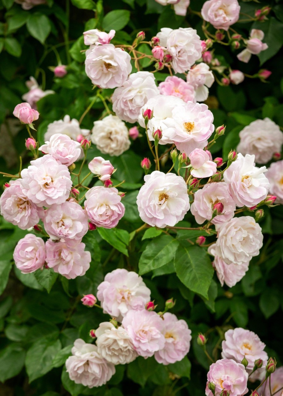 Plants David Austin Roses Rose Garden | Blush Noisette Rose