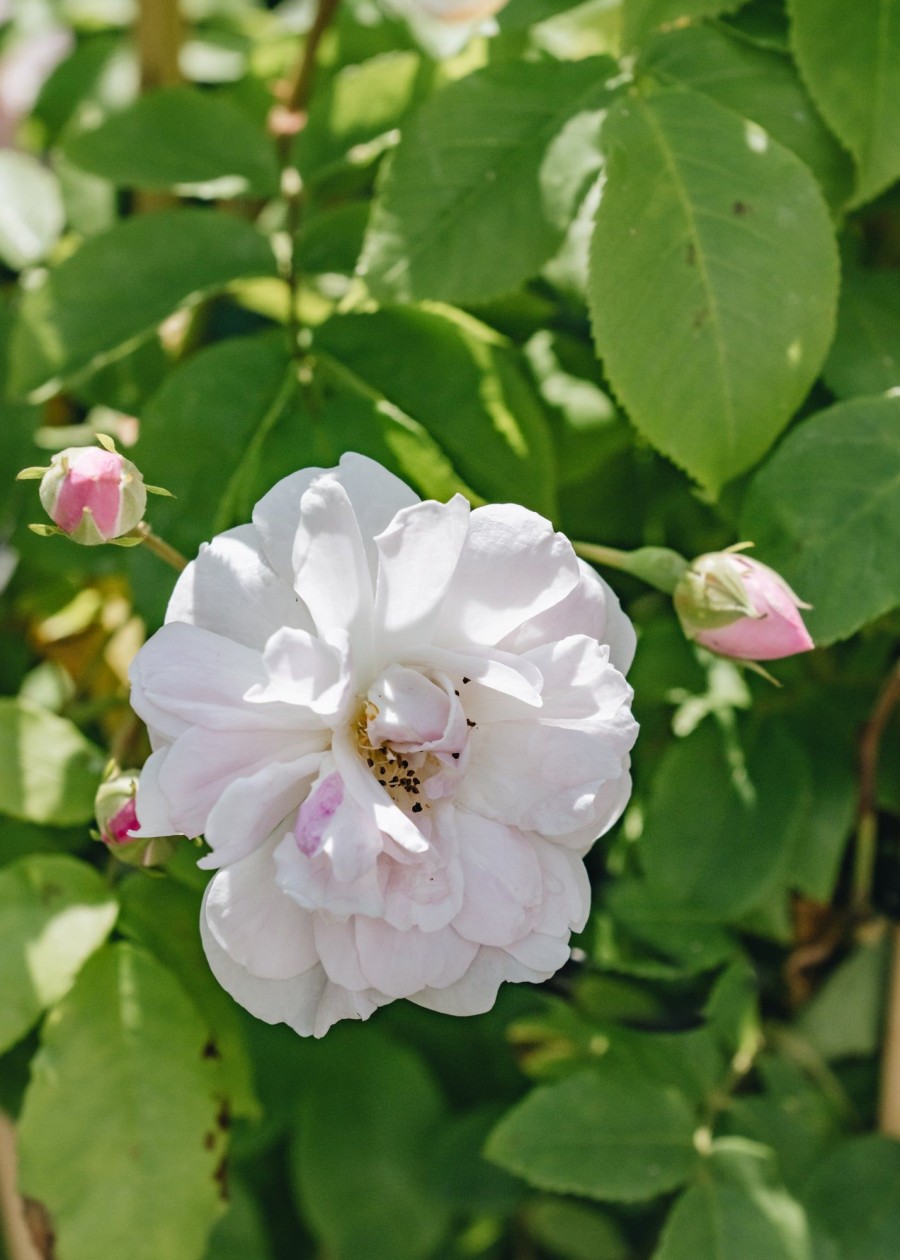 Plants David Austin Roses Rose Garden | Blush Noisette Rose