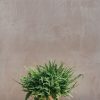 Interiors Houseplants Houseplants & Pots | Buy Nephrolepis Green Lady