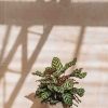 Interiors Houseplants Houseplants & Pots | Calathea Makoyana