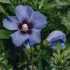 Plants Hibiscus Pollinator Garden | Hibiscus Syriacus Oiseau Bleu Agm