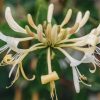 Plants Lonicera Pollinator Garden | Lonicera Periclymenum Graham Thomas Agm