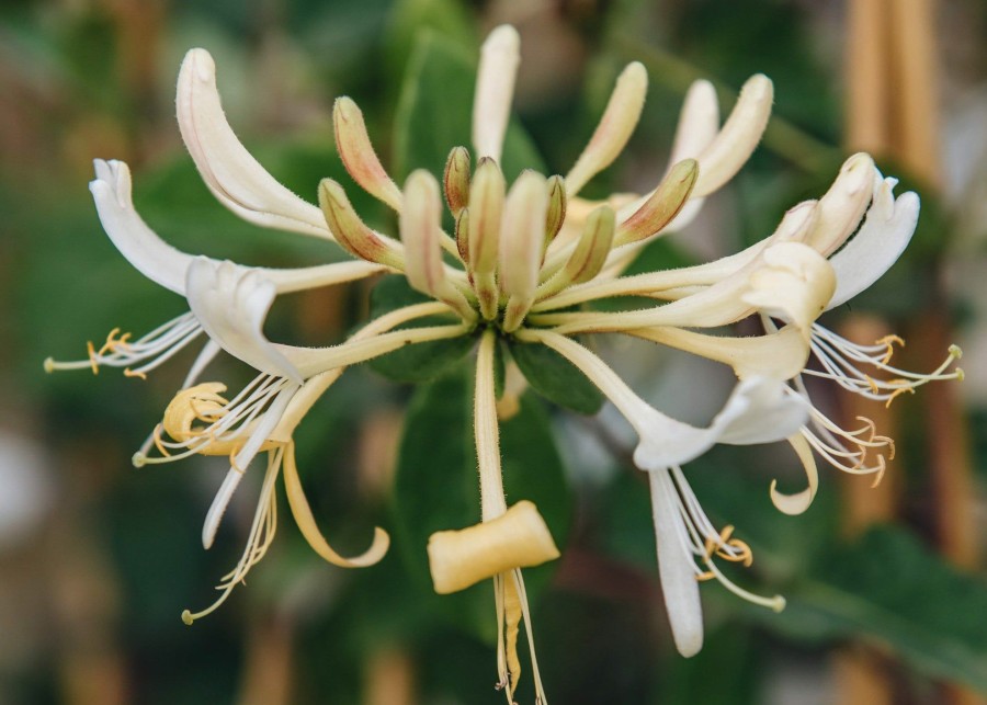 Plants Lonicera Pollinator Garden | Lonicera Periclymenum Graham Thomas Agm