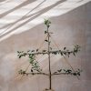 Plants Apple Pollinator Garden | Malus Cox'S Orange Pippin Apple Espalier