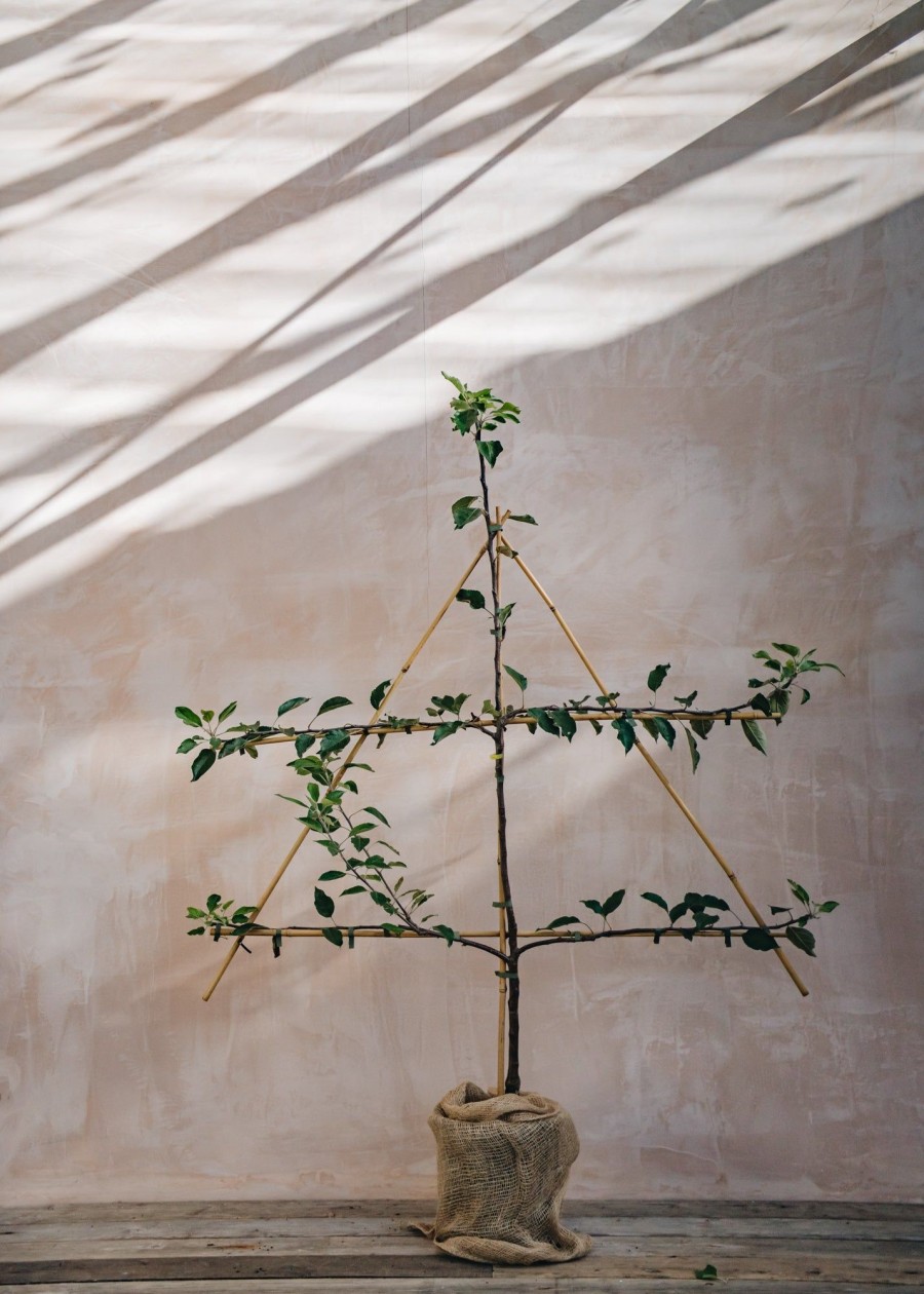 Plants Apple Pollinator Garden | Malus Cox'S Orange Pippin Apple Espalier