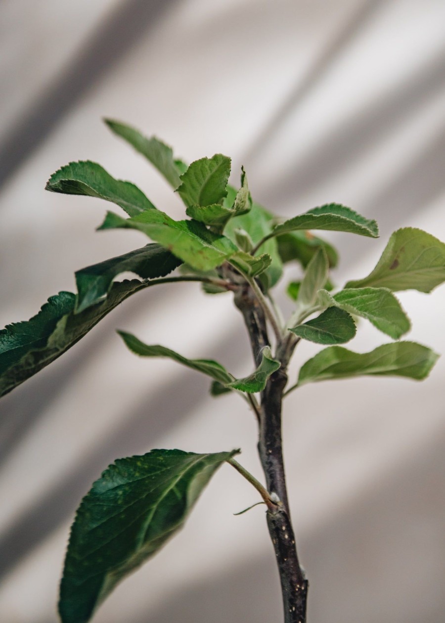 Plants Apple Pollinator Garden | Malus Cox'S Orange Pippin Apple Espalier