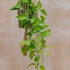 Interiors Houseplants Houseplants & Pots | Scindapsus Golden Pothos