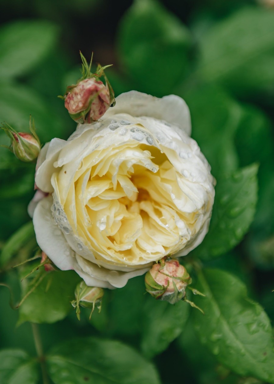 Plants David Austin Roses Rose Garden | Buy David Austin Rosa Vanessa Bell