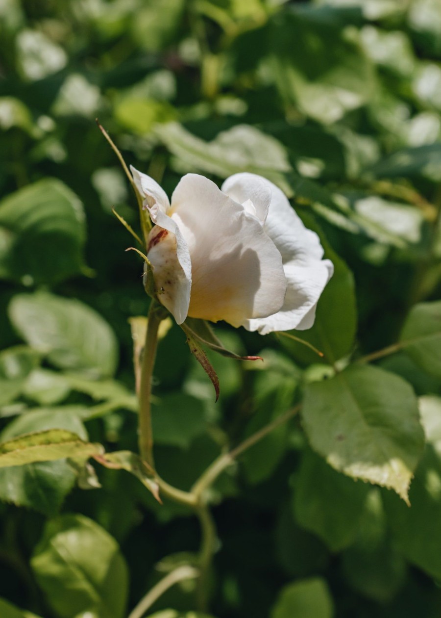 Plants David Austin Roses Rose Garden | Buy David Austin Rosa Vanessa Bell