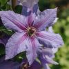 Plants Clematis Cottage Garden | Clematis Tumaini