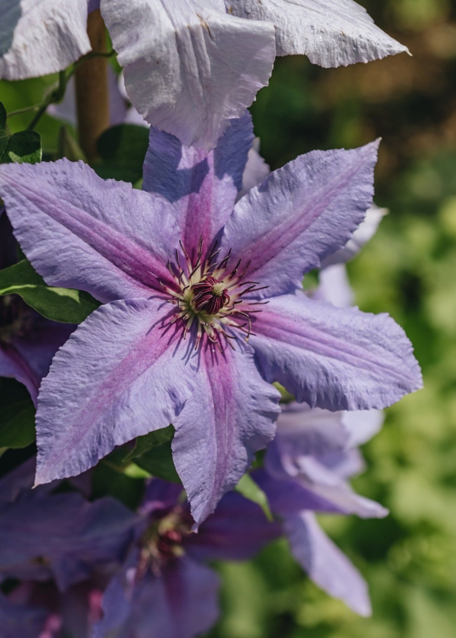 Plants Clematis Cottage Garden | Clematis Tumaini